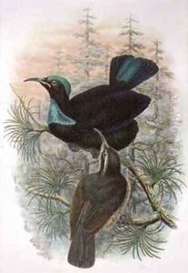 Ptiloris Victoriae Victoria Rifle Bird of Paradise