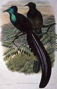 Princess Stephanies Bird of Paradise by William M. Hart