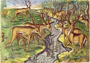 Stag Hunt by Jacques le Moyne de Morgues