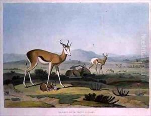 The Spring Bok or Leaping Antelope