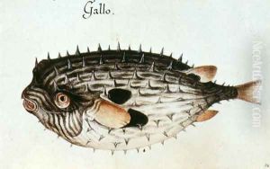 A Burrfish A Burrfish