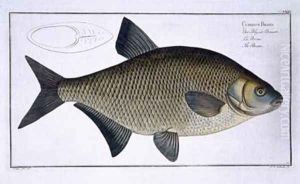 Bream Cyprinus Brama by Andreas-Ludwig Kruger