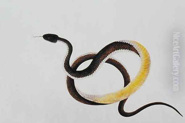 Snake, from 'Drawings of Animals, Insects and Reptiles from Malacca', 1805-18 - view 1
