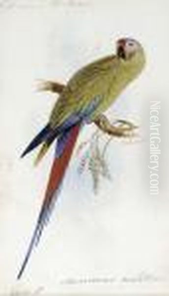 A Varied Lorikeet, Trichoglossus
Versicolor, An Illustration Forsir William Jardine's The Naturalist's
Library - view 1