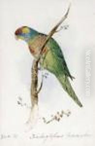 A Great Green Macaw, Macrocercus
 Militaris, An Illustration For Sirwilliam Jardine's The Naturalist's 
Library by Edward Lear
