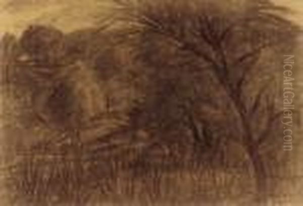 Old Tree - view 1