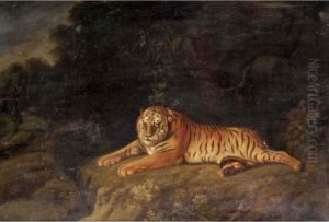 Tiger by George Romney