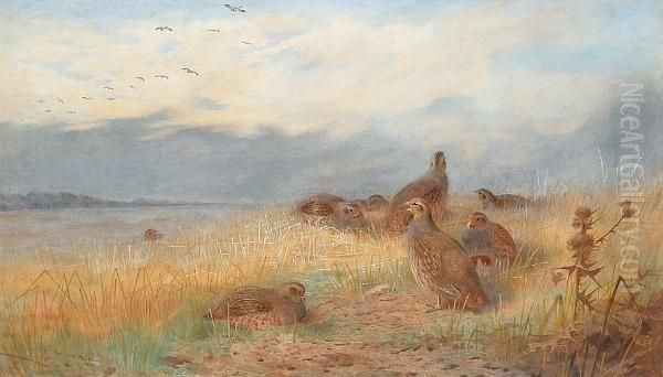The Call Of The Grey Partridge - view 1