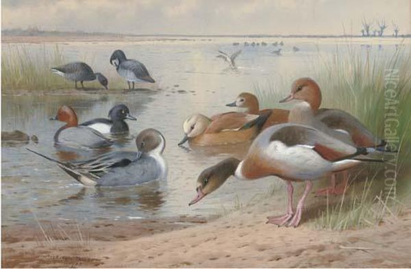 Wildfowl - view 1