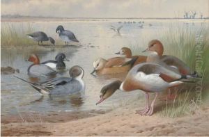 Wildfowl