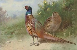 A Hen And Cock Pheasant By Gorse by Archibald Thorburn