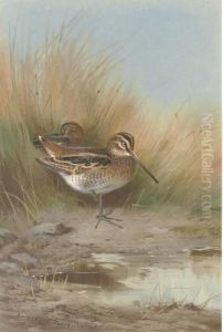 Snipe At The Water's Edge by Archibald Thorburn