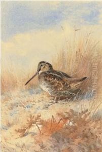 A Woodcock At The Edge Of A Field by Archibald Thorburn