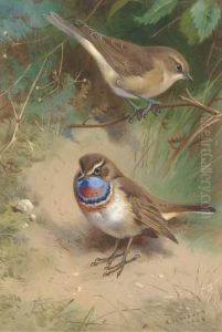 A Garden Warbler And An Arctic Bluethroat by Archibald Thorburn