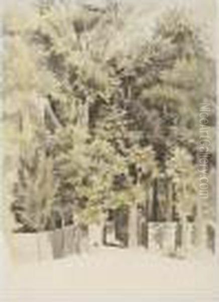 Trees - view 1