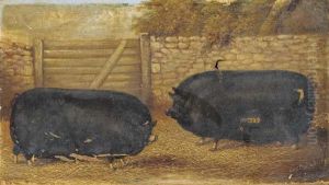 Prize Sows In A Sty