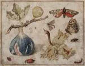 Fico, Nocciole, Farfalle E Insetti Fico, Nocciole, Farfalle E Insetti