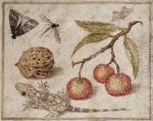 Miniatura Con Corbezzoli, Ramarro, Noce E Insetti by Fra Francesco Maria Da Ripatransone