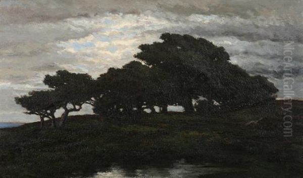 Grove Of Trees - view 1