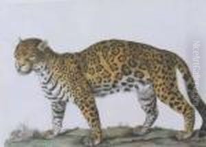 Un Jaguar De Profil A Gauche Un Jaguar De Profil A Gauche