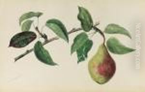 A Pear On A Branch