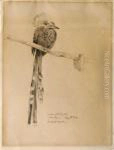 White Chested Hornbill (west Africa) Regents Park by Alfred Hugh Fisher