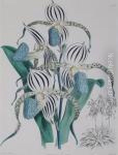 Cypripedium, Ladies Slipper Orchids - view 1