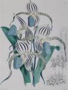 Cypripedium, Ladies Slipper Orchids by John Nugent Fitch