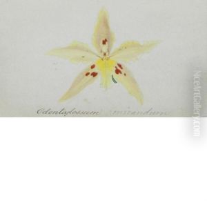 Maxillaria Grandiflora by John Nugent Fitch