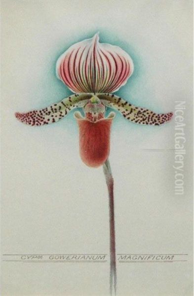 Cypripedium Goweranium Magnificum - view 1