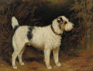 A Wire Haired Jack Russell Terrier