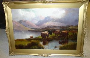 Highland Cattle Watering