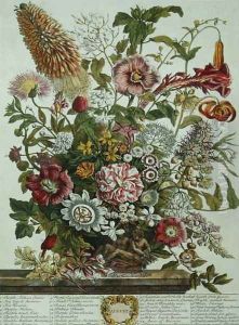 August, from 'Twelve Months of Flowers' by Pieter Casteels