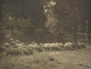 Sheep Grazing Silver Gelatin Photograph Signed 'j. Kauffmann' Lower Right 28 X 37cm by John Kauffmann