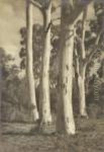 The Glory Of The Bush by John Kauffmann