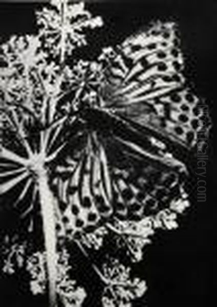 Papillon Auf Umbellifere - view 1