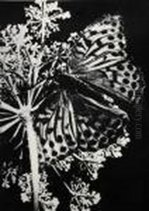 Papillon Auf Umbellifere by Fred Koch