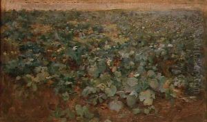 The Turnip Field