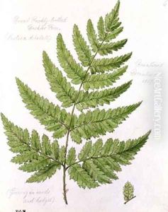 Broad Prickly-toothed Buckler Fern by William James Linton