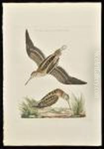 Scolopax, Gallinula by Cornelius Nozeman