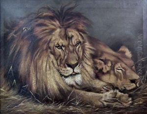 Recumbent Lion And Lioness