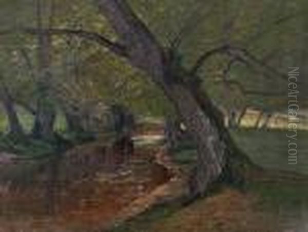 Im Darswald - view 1
