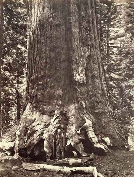 Base of the Grizzly Giant, from The Yosemite Book: A Description of the Yosemite Valley and the Adjacent Region of the Sierra Nevada, and of the Big Trees of California, by Josiah Dwight Whitney (1819-96) published 1868 - view 1