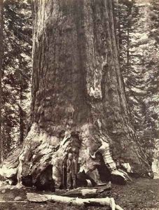 Base of the Grizzly Giant, from The Yosemite Book: A Description of the Yosemite Valley and the Adjacent Region of the Sierra Nevada, and of the Big Trees of California, by Josiah Dwight Whitney (1819-96) published 1868 by Carleton Emmons Watkins