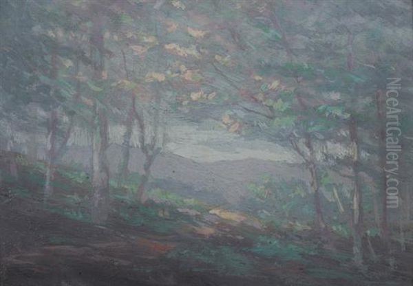 North Carolina Forest Edge - view 1