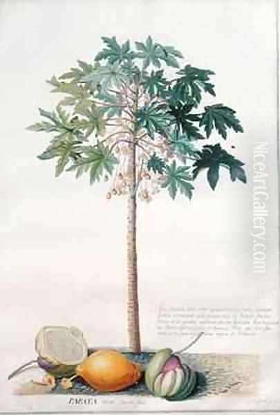 Pawpaw Tree - view 1