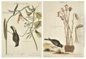 After Mark Catesby (british, 1679- 1749) by Johann Michael Seligmann