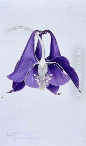 Drawing 1-8 Aquilegia vulgaris (Columbine) 1903