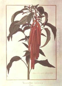Amarantus Caudatus by Nicolas Robert