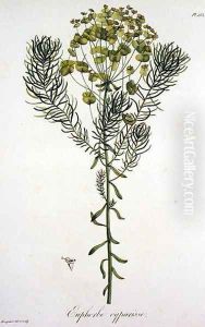 Euphorbia Cyparissias from Phytographie Medicale by L.F.J. Hoquart